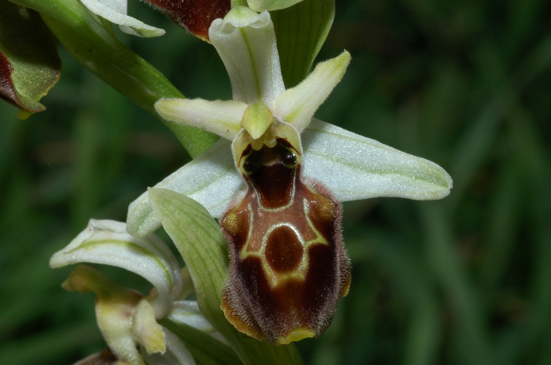 Le orchidee selvatiche spontanee di Ostia